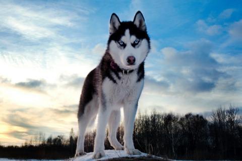 Cachorro Husky Siberiano 480x320