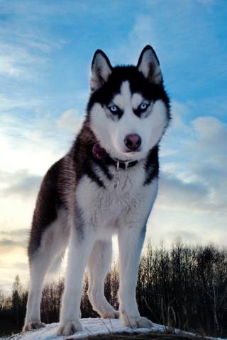 Cachorro Husky Siberiano 320x480