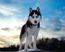 Cachorro Husky Siberiano 220x176