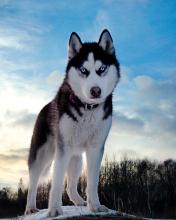 Cachorro Husky Siberiano 176x220