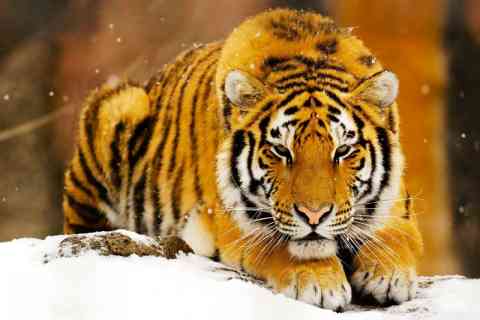 Tigre Siberiano 480x320 - 3