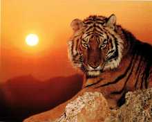 Tigre Siberiano 220x176 - 5