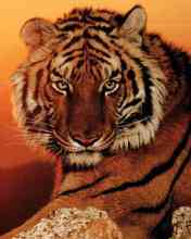 Tigre Siberiano 176x220 - 3