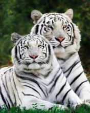 Tigres Brancos 176x220