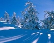 rvores com Neve 220x176