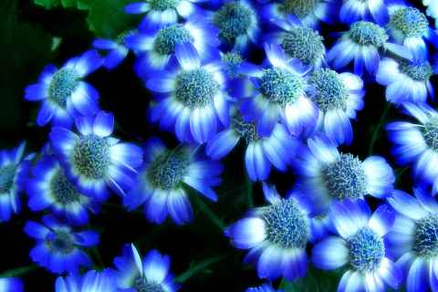 Flores Azuis 480x320