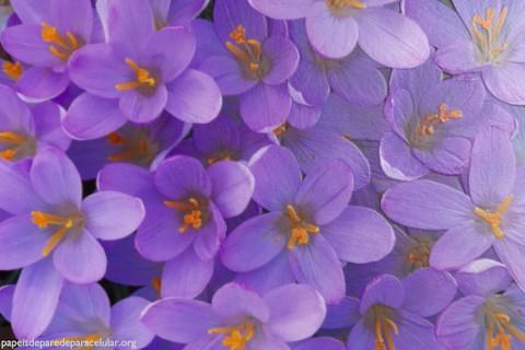 Flores Lilás com Efeito 3D 480x320
