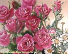 Flores Rosas com Efeito 3D 220x176