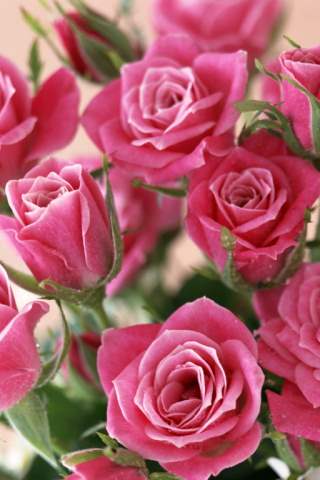 Flores Rosas 320x480 - 2