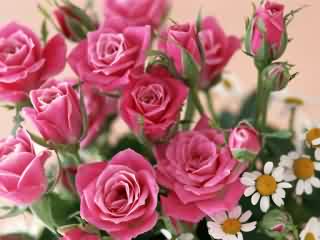 Papel de Parede para Celular - Natureza - Flores Rosas - 2