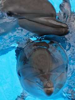 Papel de Parede para Celular - Animais - Golfinhos - 2