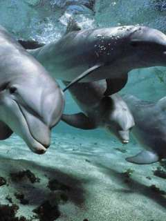 Papel de Parede para Celular - Animais - Golfinhos