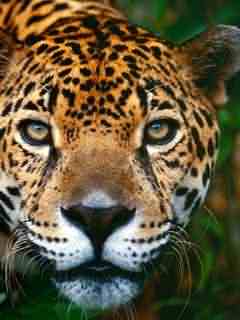 Papel de Parede para Celular - Animais - Leopardo - 2