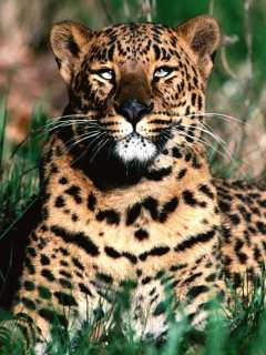 Papel de Parede para Celular - Animais - Leopardo