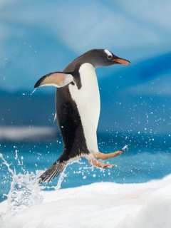Papel de Parede para Celular - Animais - Pinguim