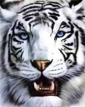 Tigre Branco 176x220