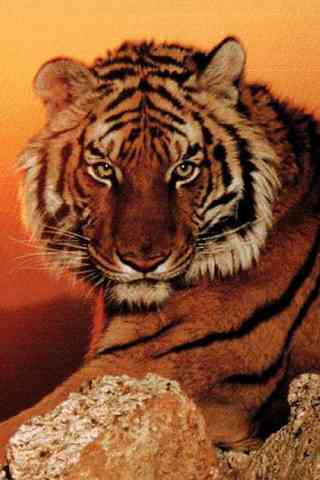 Tigre Siberiano 320x480 - 3