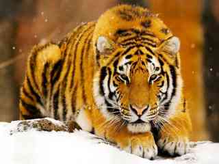 Tigre Siberiano 320x240 - 4