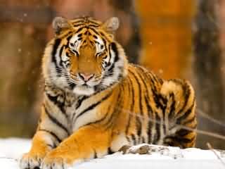 Tigre Siberiano 320x240
