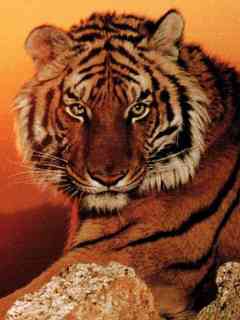 Papel de Parede para Celular - Animais - Tigre Siberiano - 3