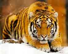 Tigre Siberiano 220x176 - 4