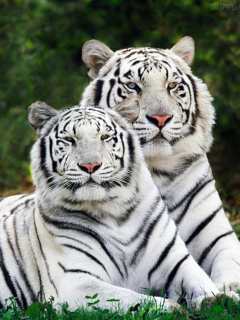 Papel de Parede para Celular - Animais - Tigres Brancos